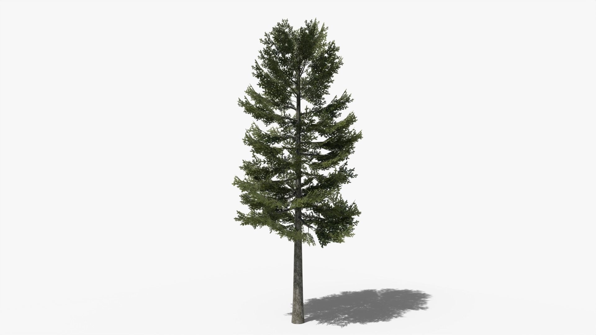 Lowpoly Pine v1 Low-poly 3D model_1