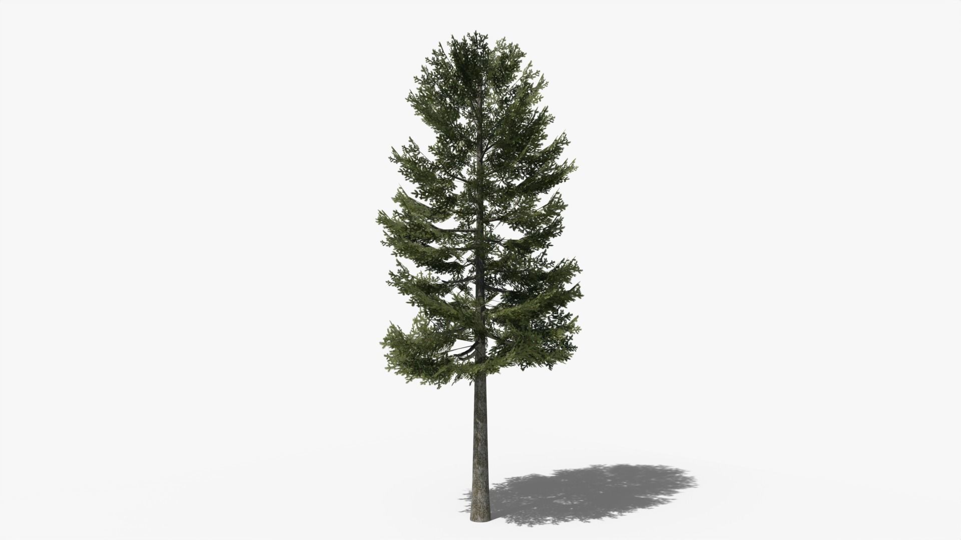 Lowpoly Pine v1 Low-poly 3D model_4
