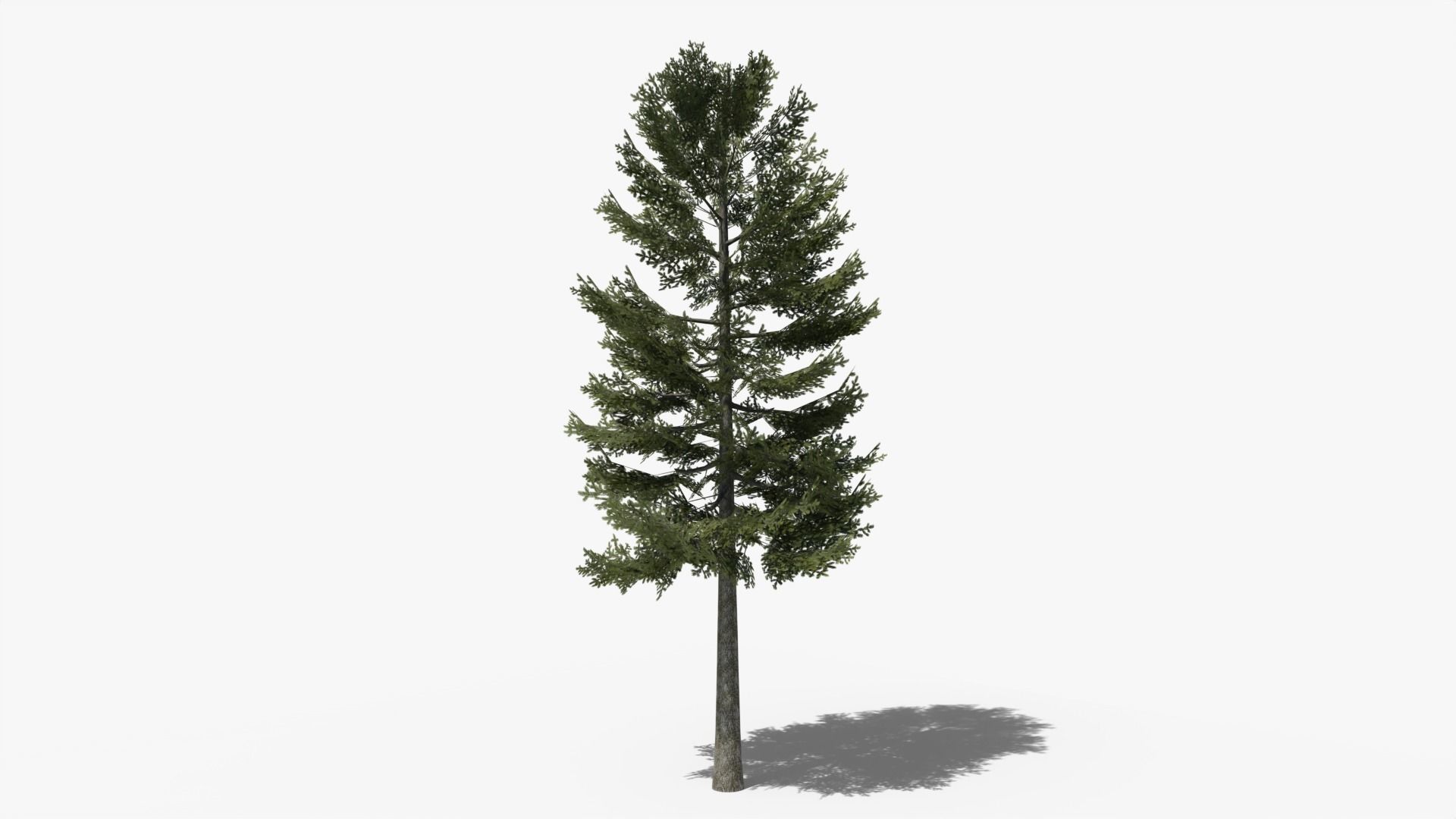 Lowpoly Pine v1 Low-poly 3D model_5