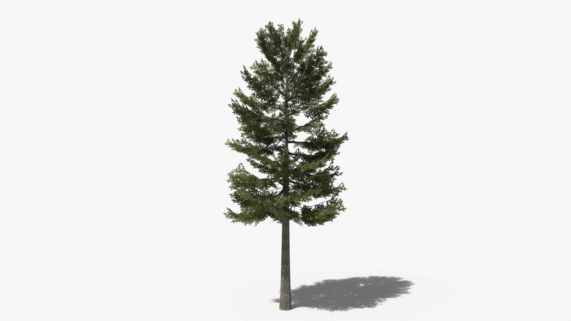 Lowpoly Pine v1 Low-poly 3D model_3