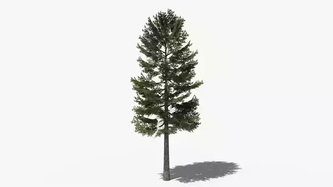 Lowpoly Pine v1 Low-poly 3D model