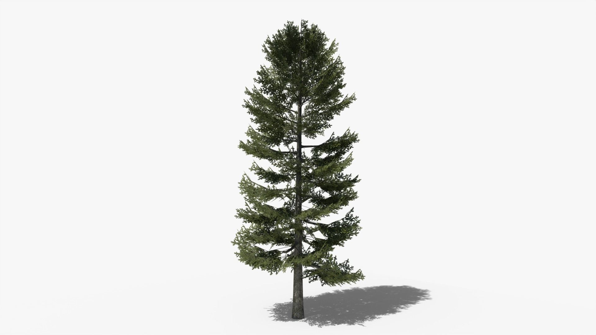 Lowpoly Pine v2 Low-poly 3D model_2