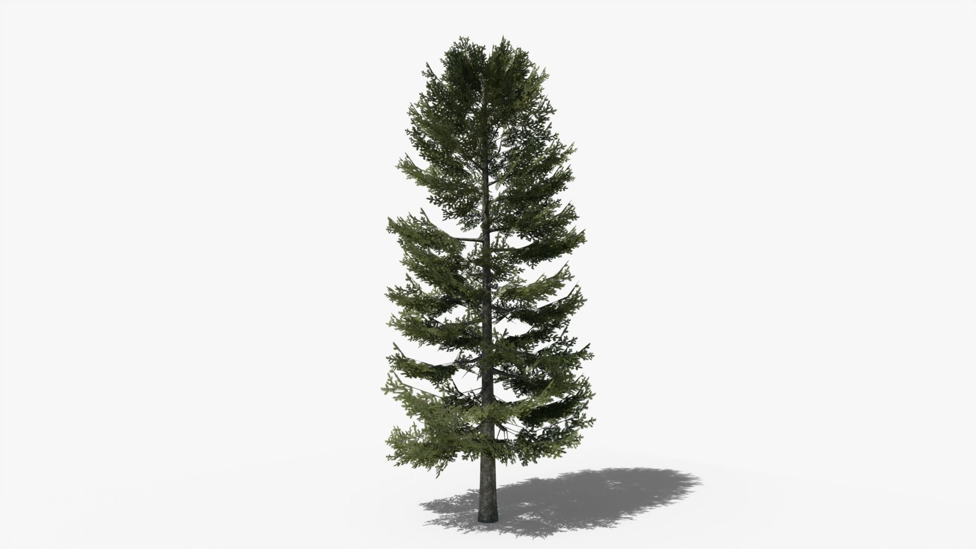 Lowpoly Pine v2 Low-poly 3D model_5