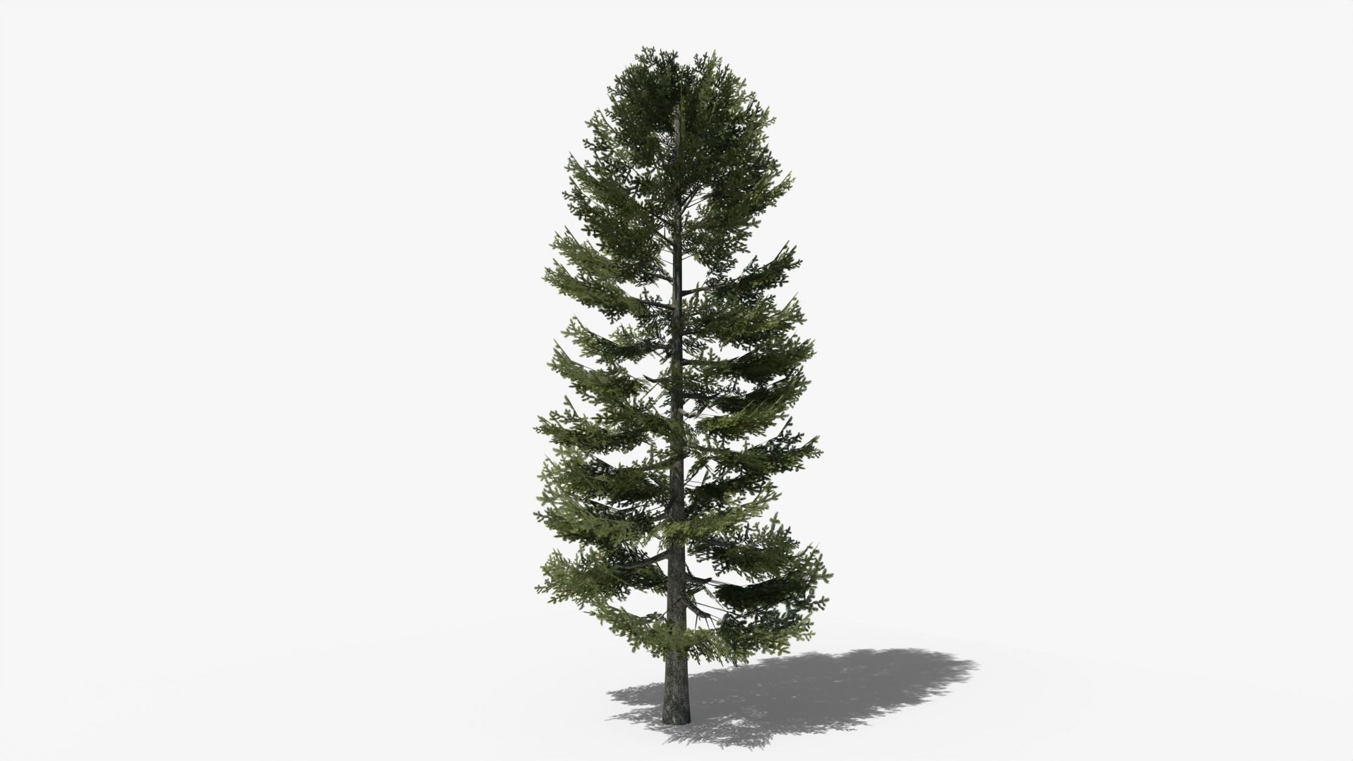 Lowpoly Pine v2 Low-poly 3D model_1