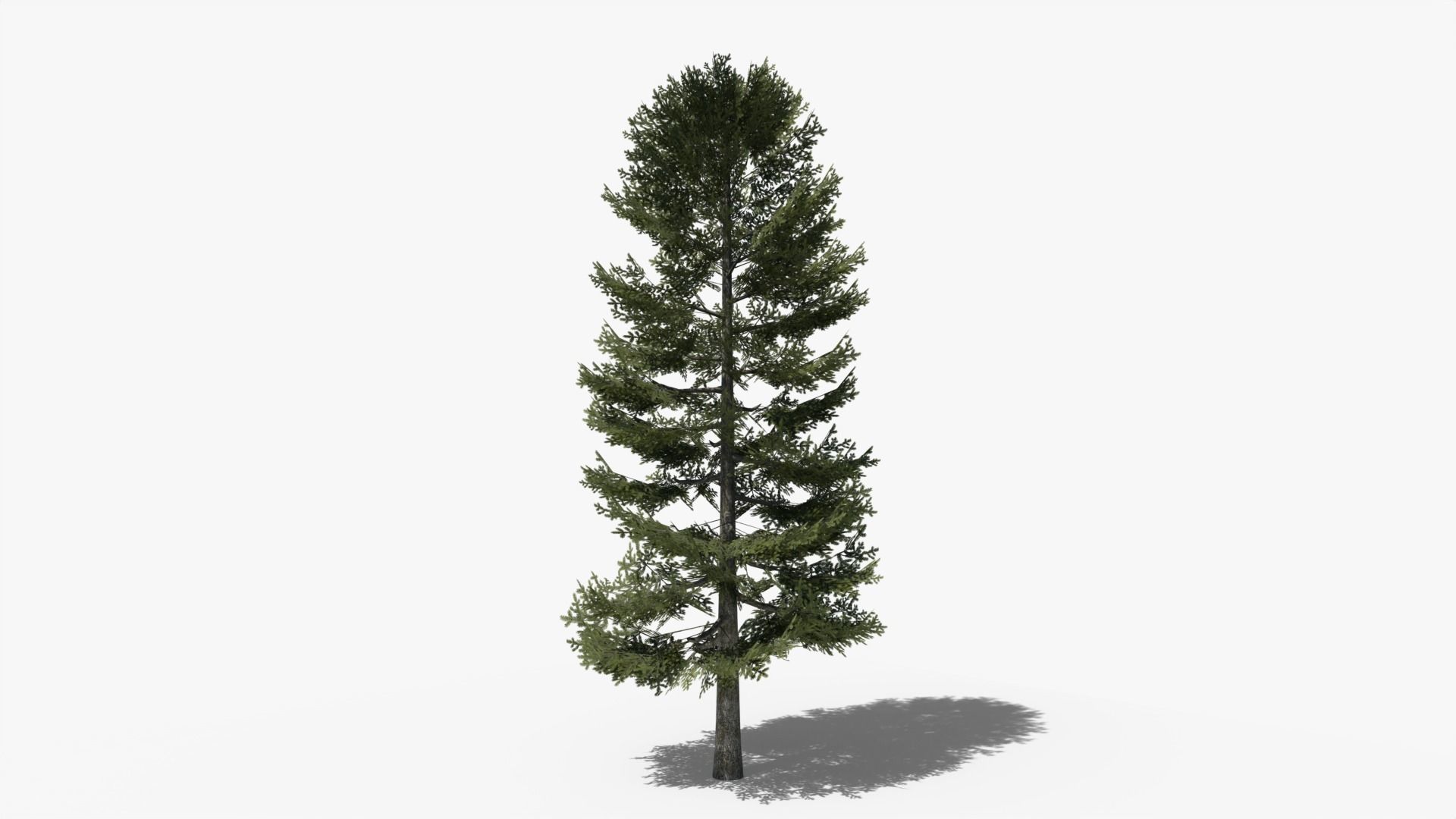 Lowpoly Pine v2 Low-poly 3D model_4
