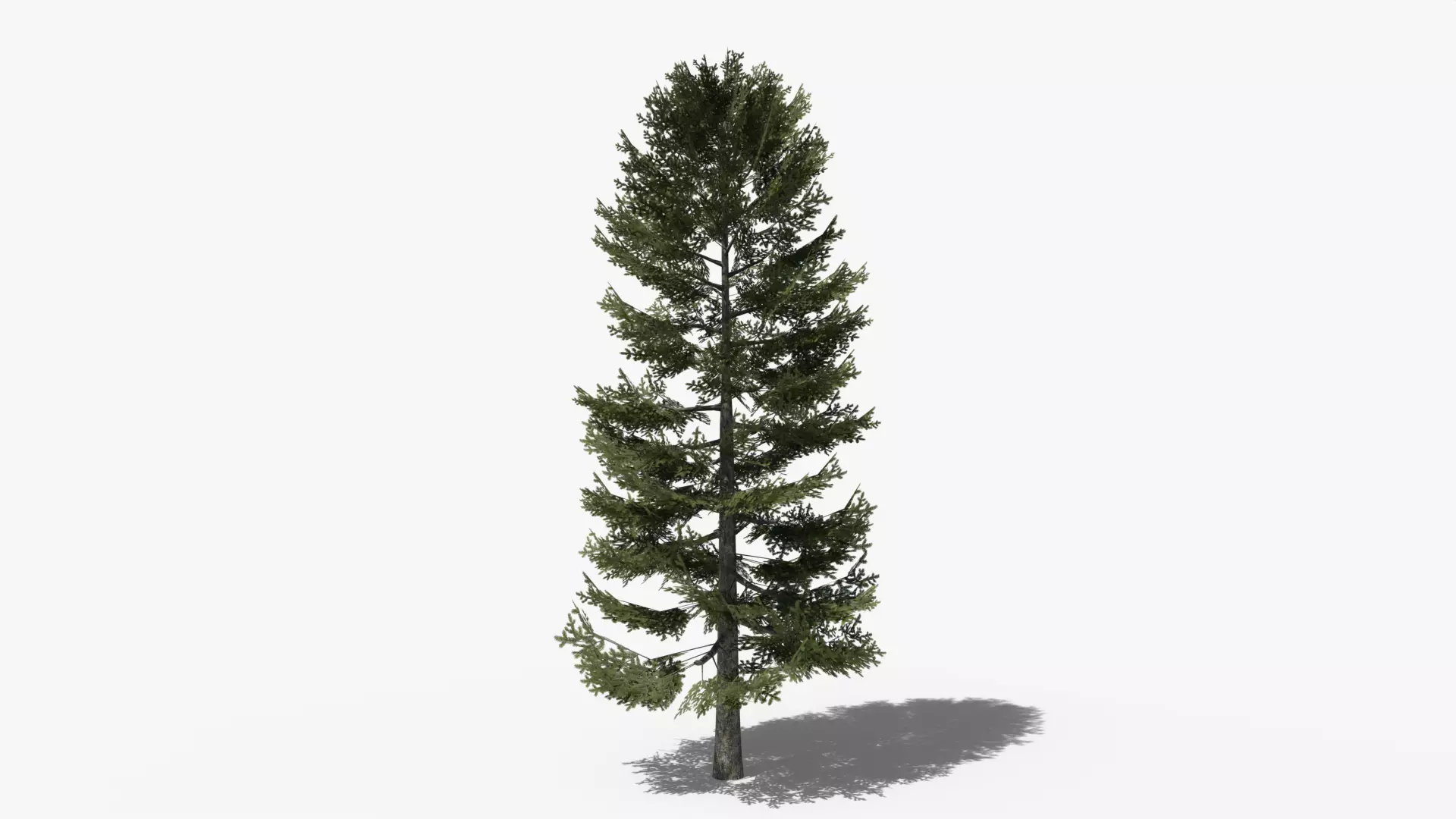 Lowpoly Pine v2 Low-poly 3D model_0