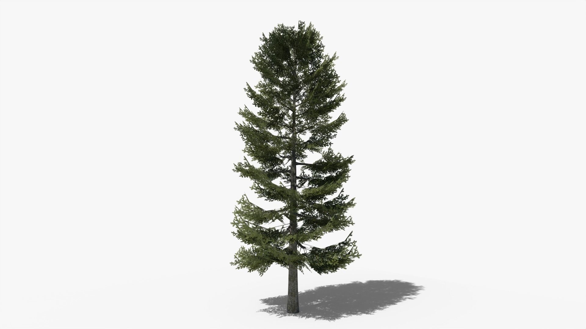 Lowpoly Pine v2 Low-poly 3D model_3