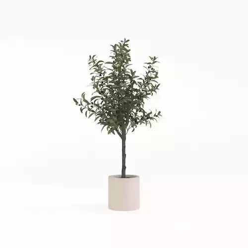 Elegant Plant