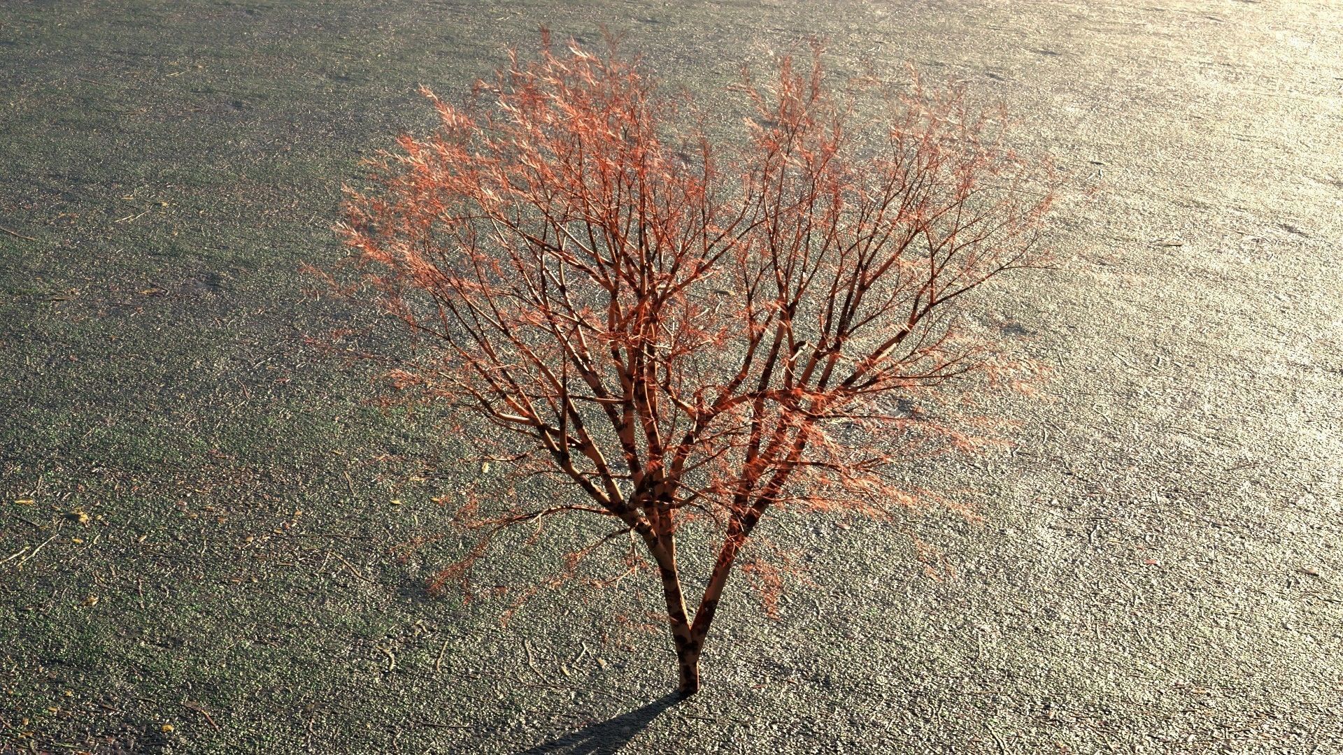 Tree with leafs Animated Low-poly 3D model_4