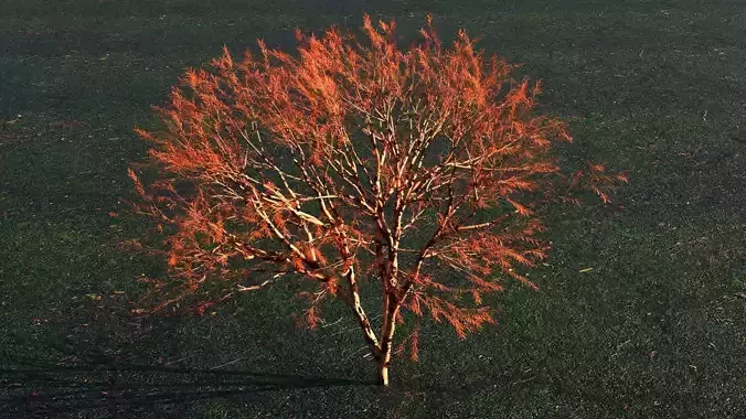 Tree with leafs Animated Low-poly 3D model