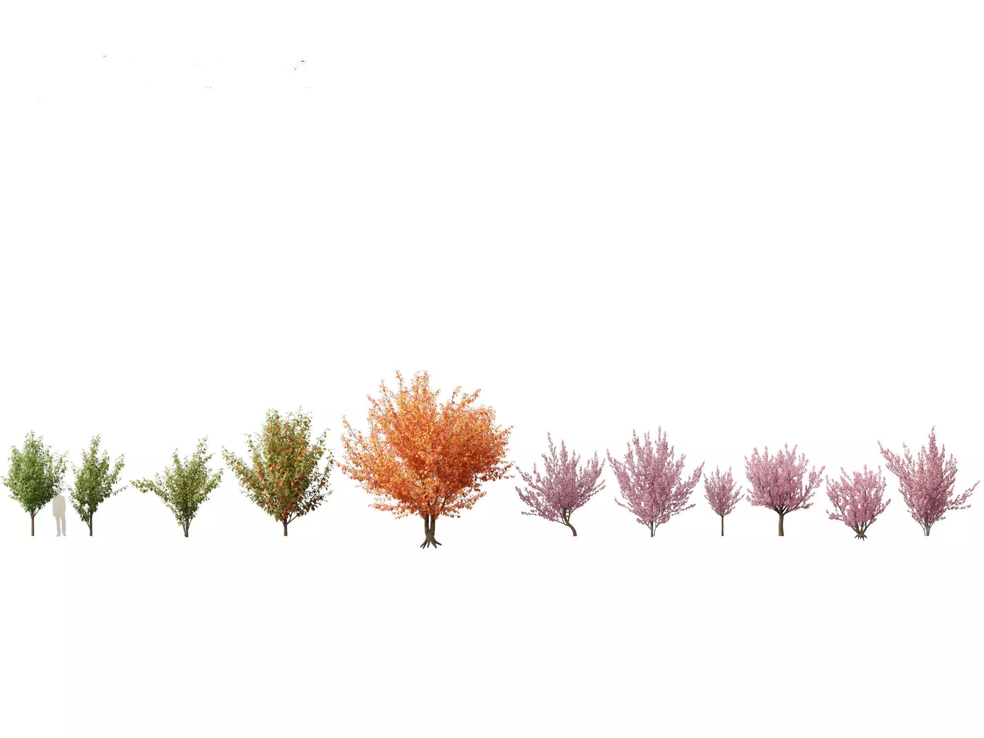 Prunus serrulata Kanzan - Japanese flowering cherry 01 3D model