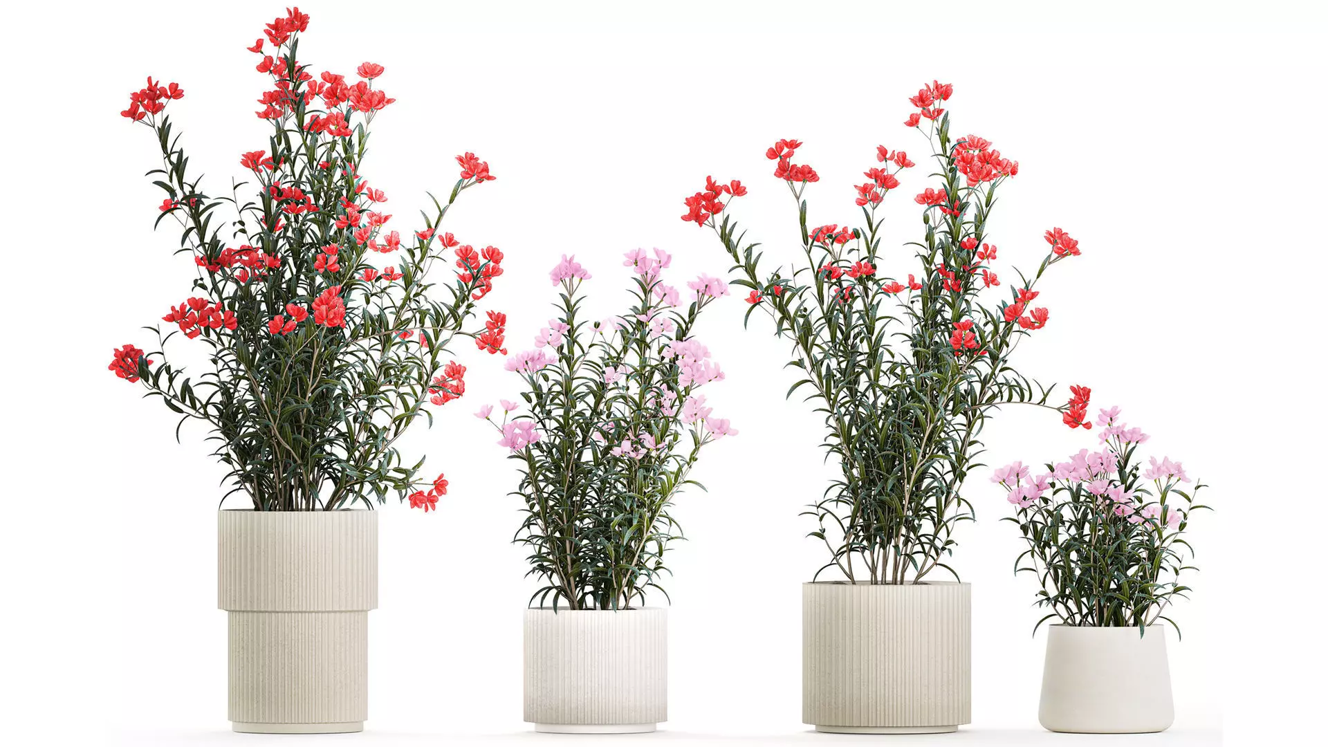 Beautiful plants with pink Nerium oleander flowers in pots 1362 3D model