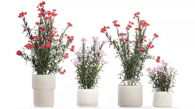Beautiful plants with pink Nerium oleander flowers in pots 1362