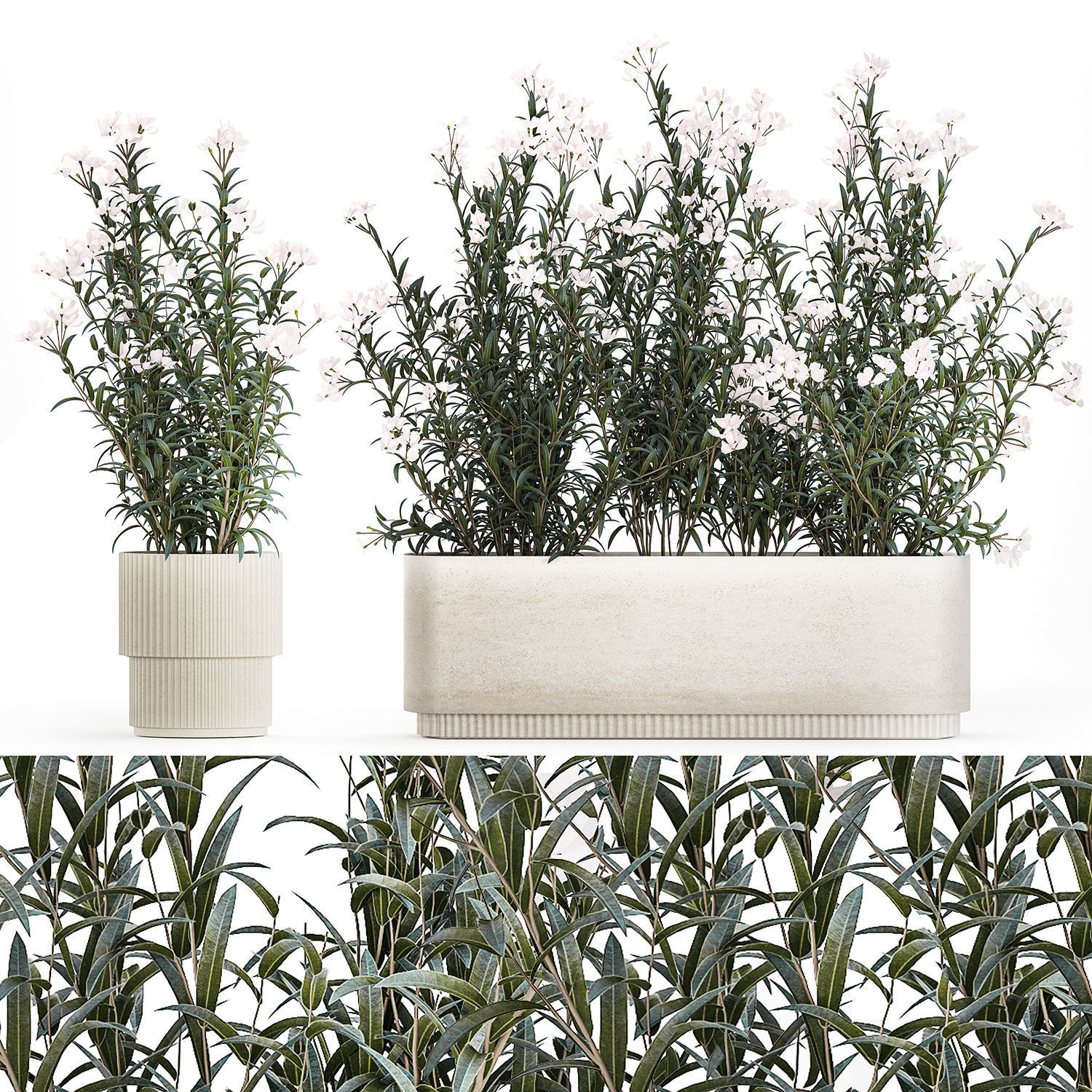 Beautiful plants with white flowers Nerium oleander in pots 1363 3D model_8