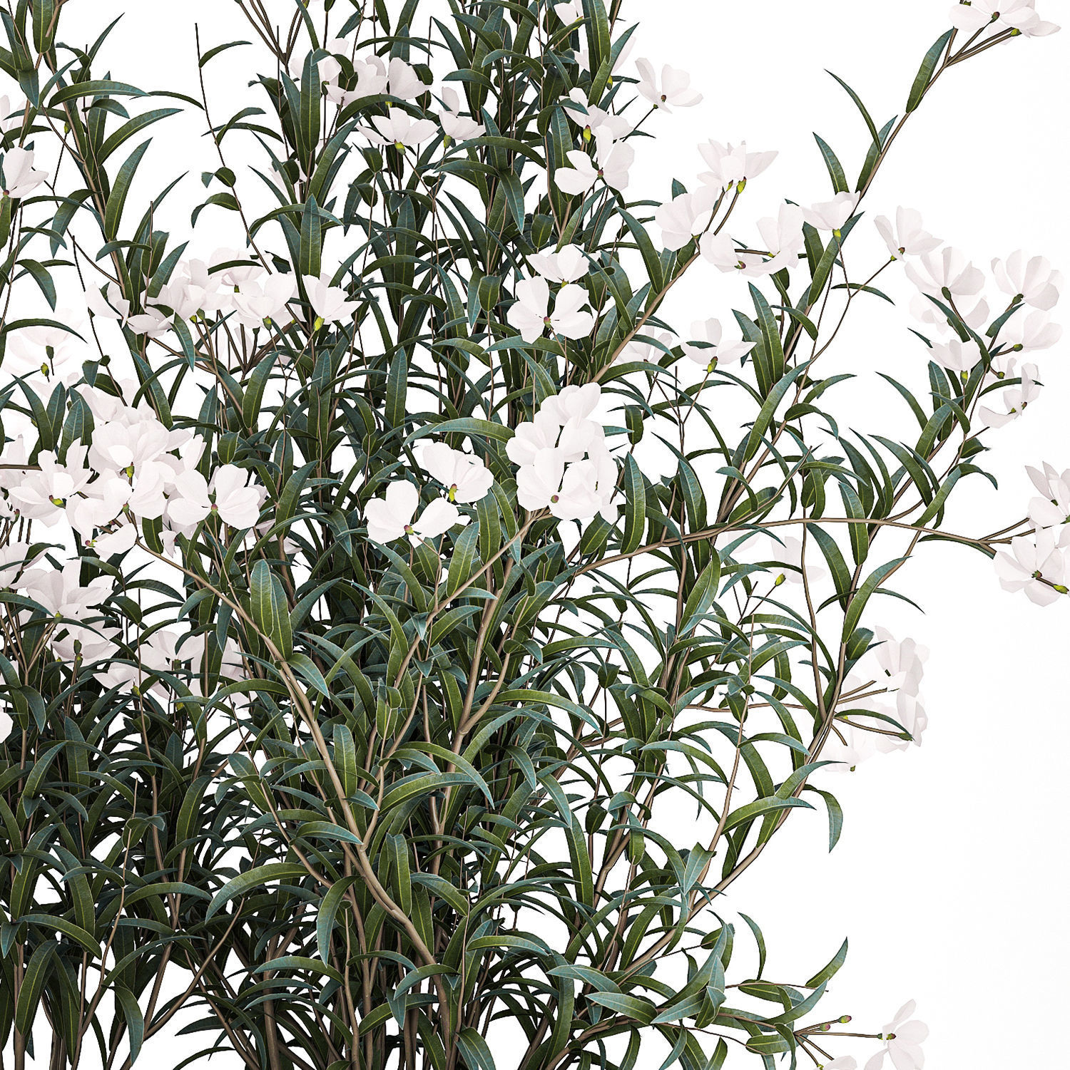 Beautiful plants with white flowers Nerium oleander in pots 1363 3D model_14