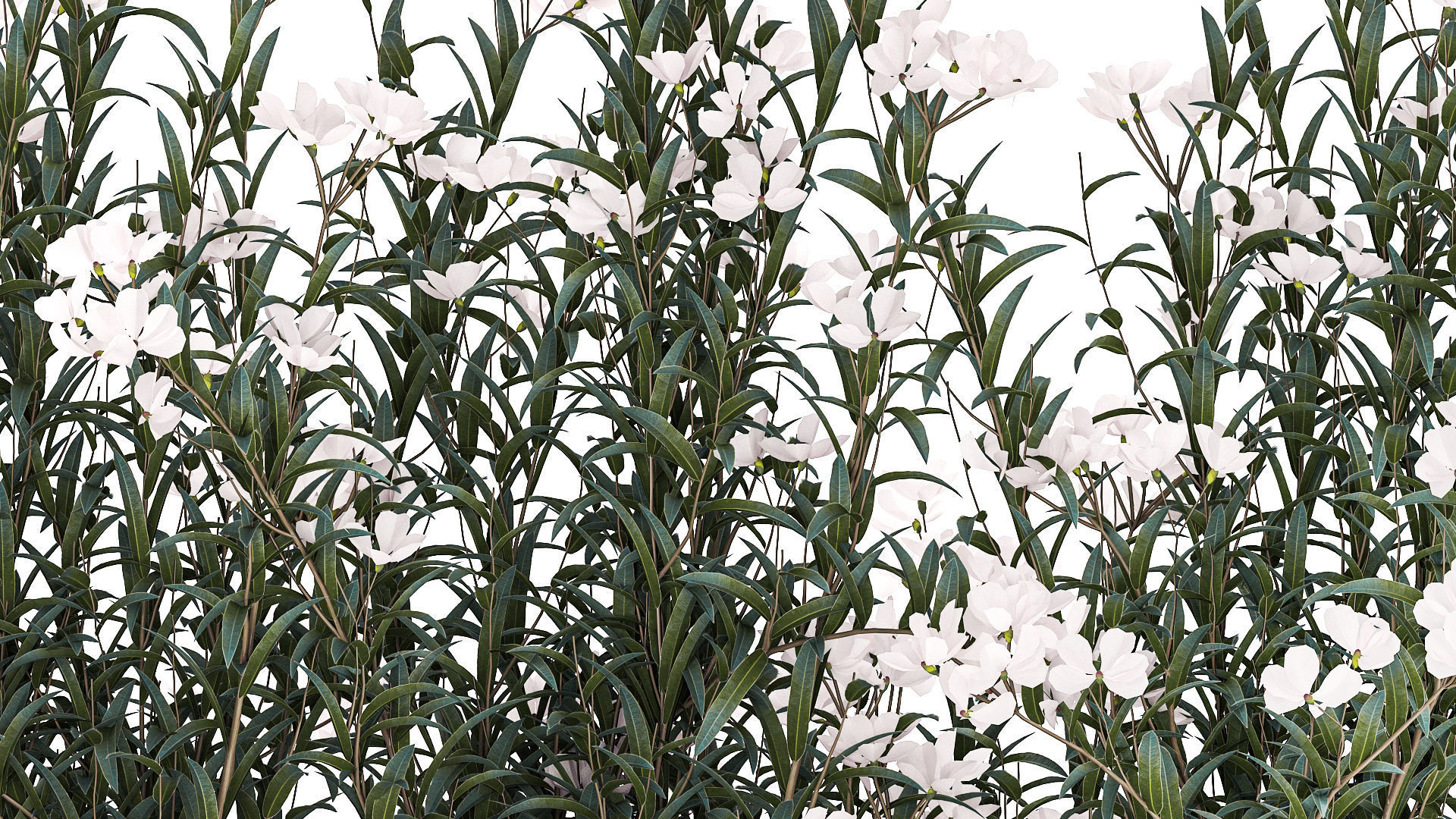 Beautiful plants with white flowers Nerium oleander in pots 1363 3D model_6