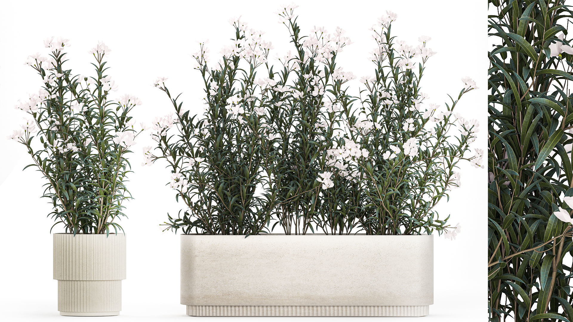 Beautiful plants with white flowers Nerium oleander in pots 1363 3D model_1