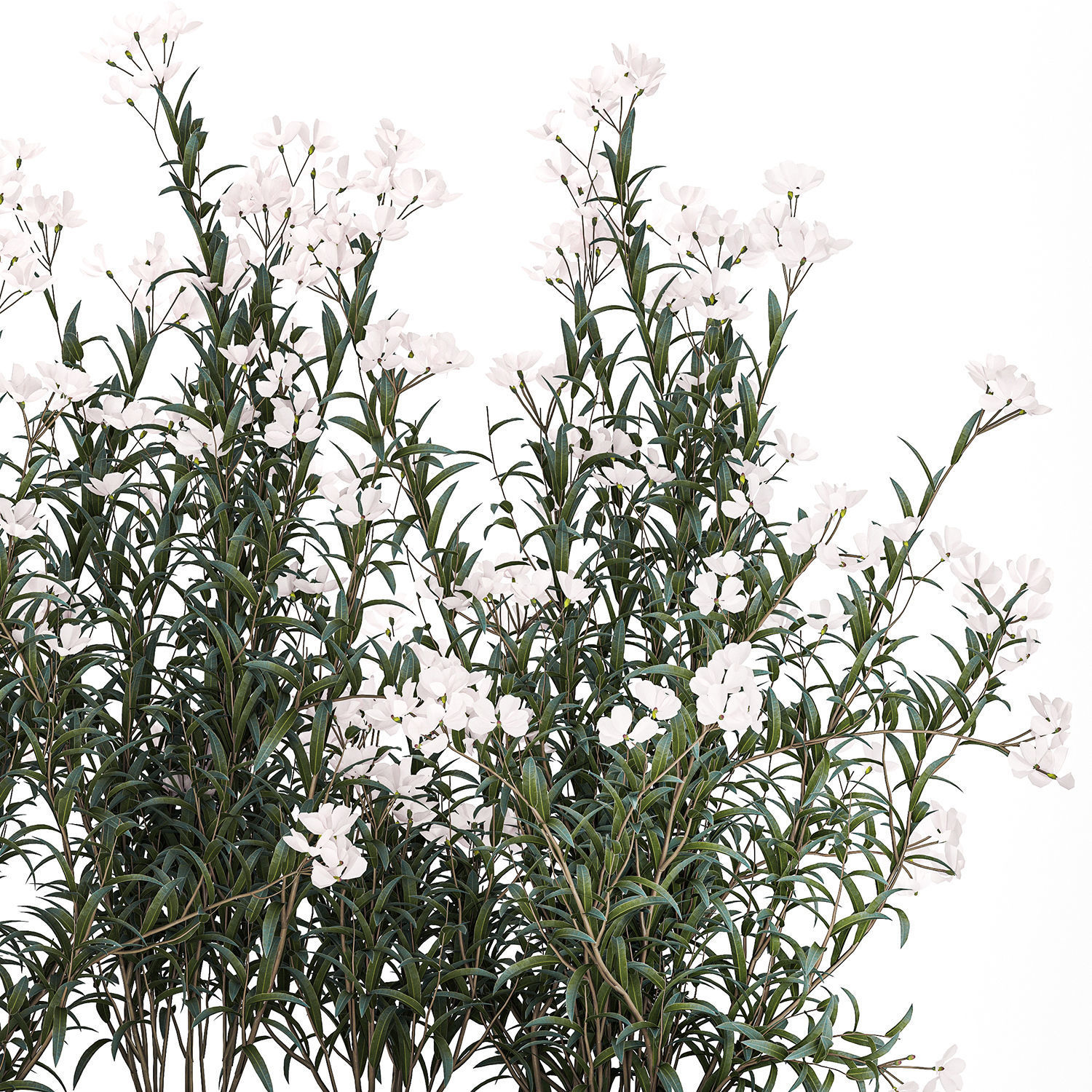 Beautiful plants with white flowers Nerium oleander in pots 1363 3D model_12