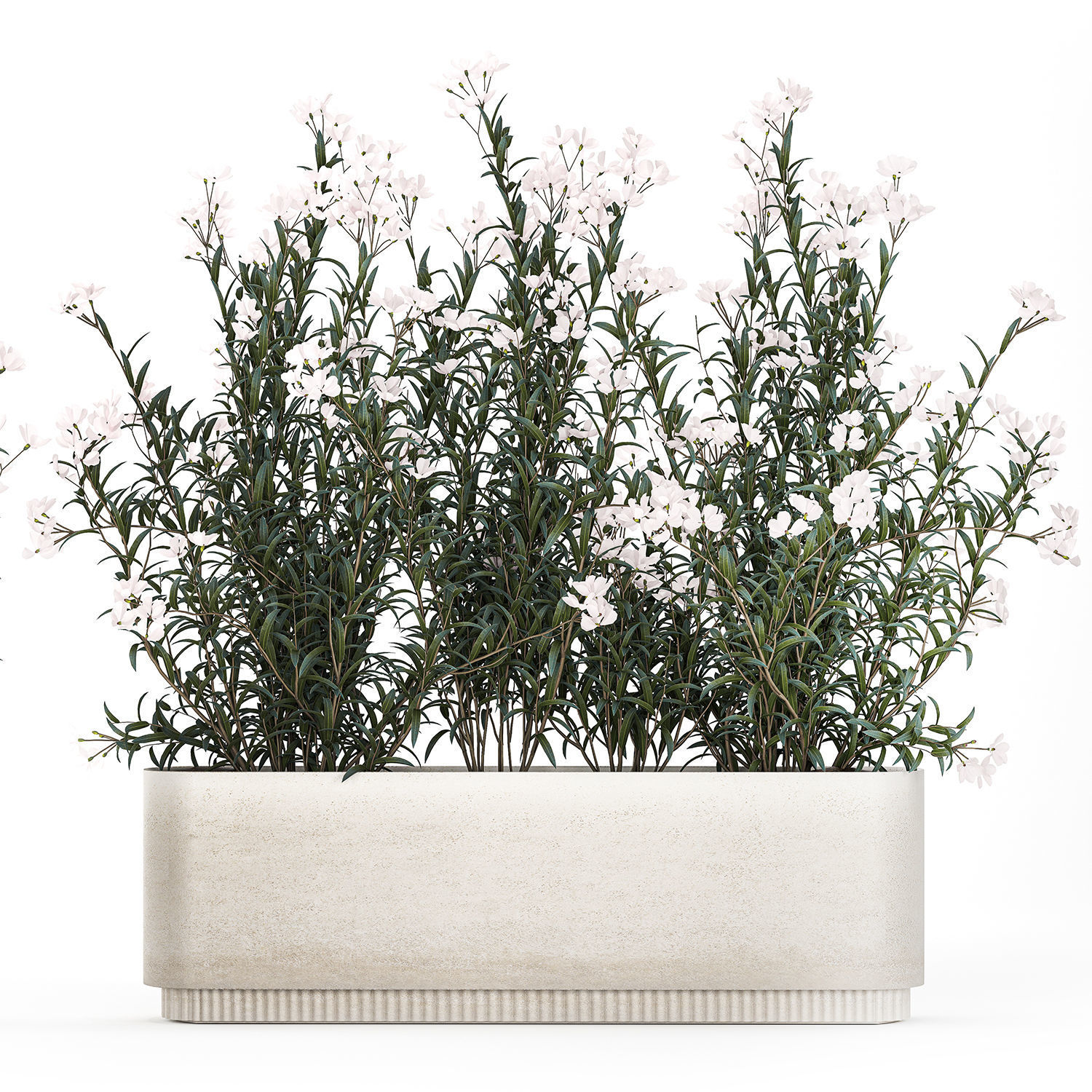 Beautiful plants with white flowers Nerium oleander in pots 1363 3D model_11