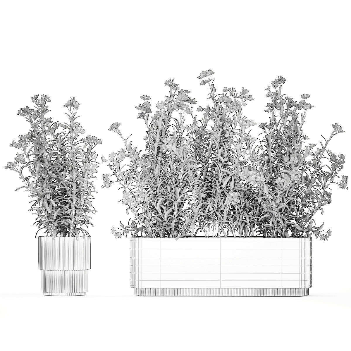 Beautiful plants with white flowers Nerium oleander in pots 1363 3D model_15