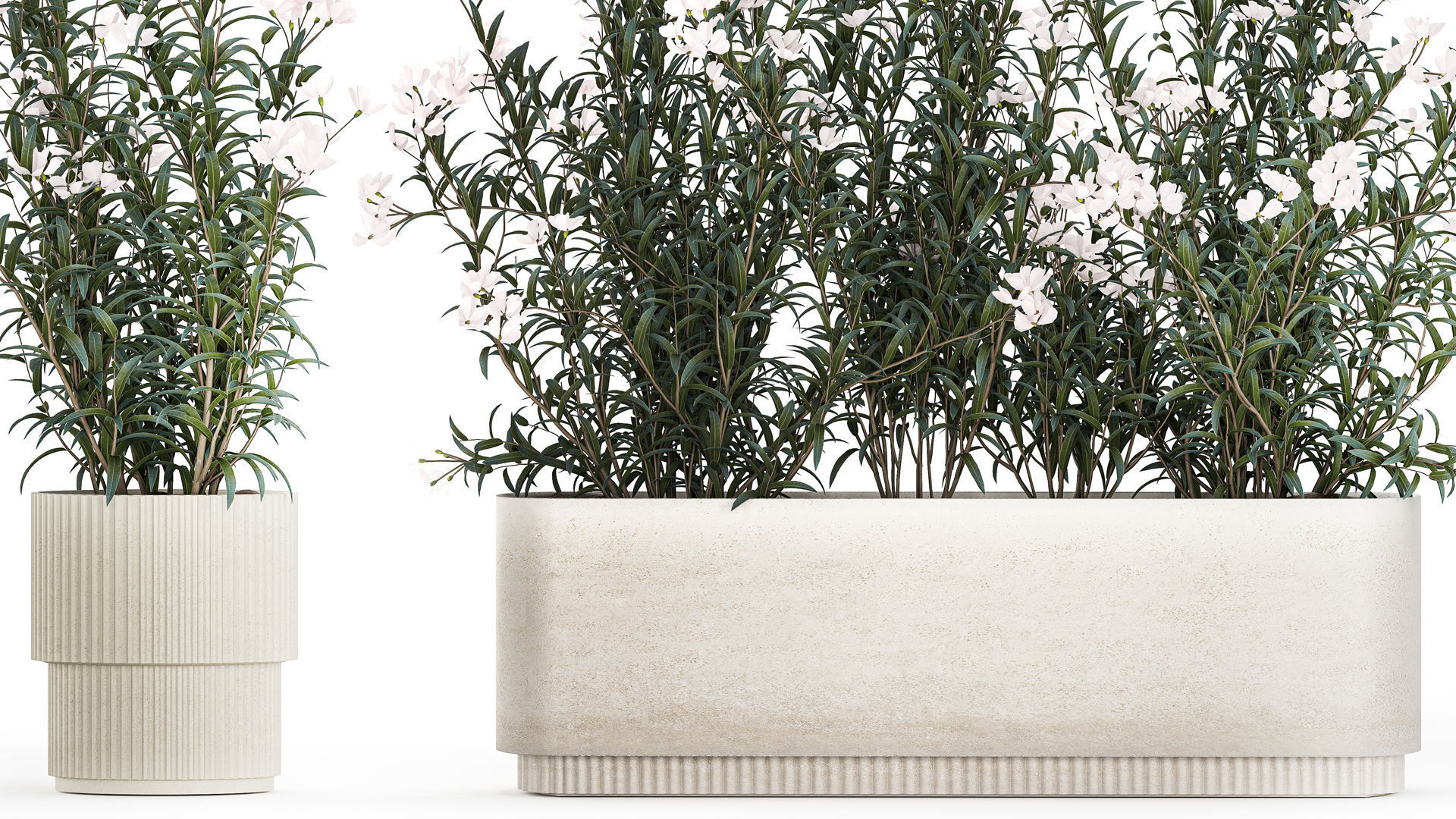 Beautiful plants with white flowers Nerium oleander in pots 1363 3D model_3