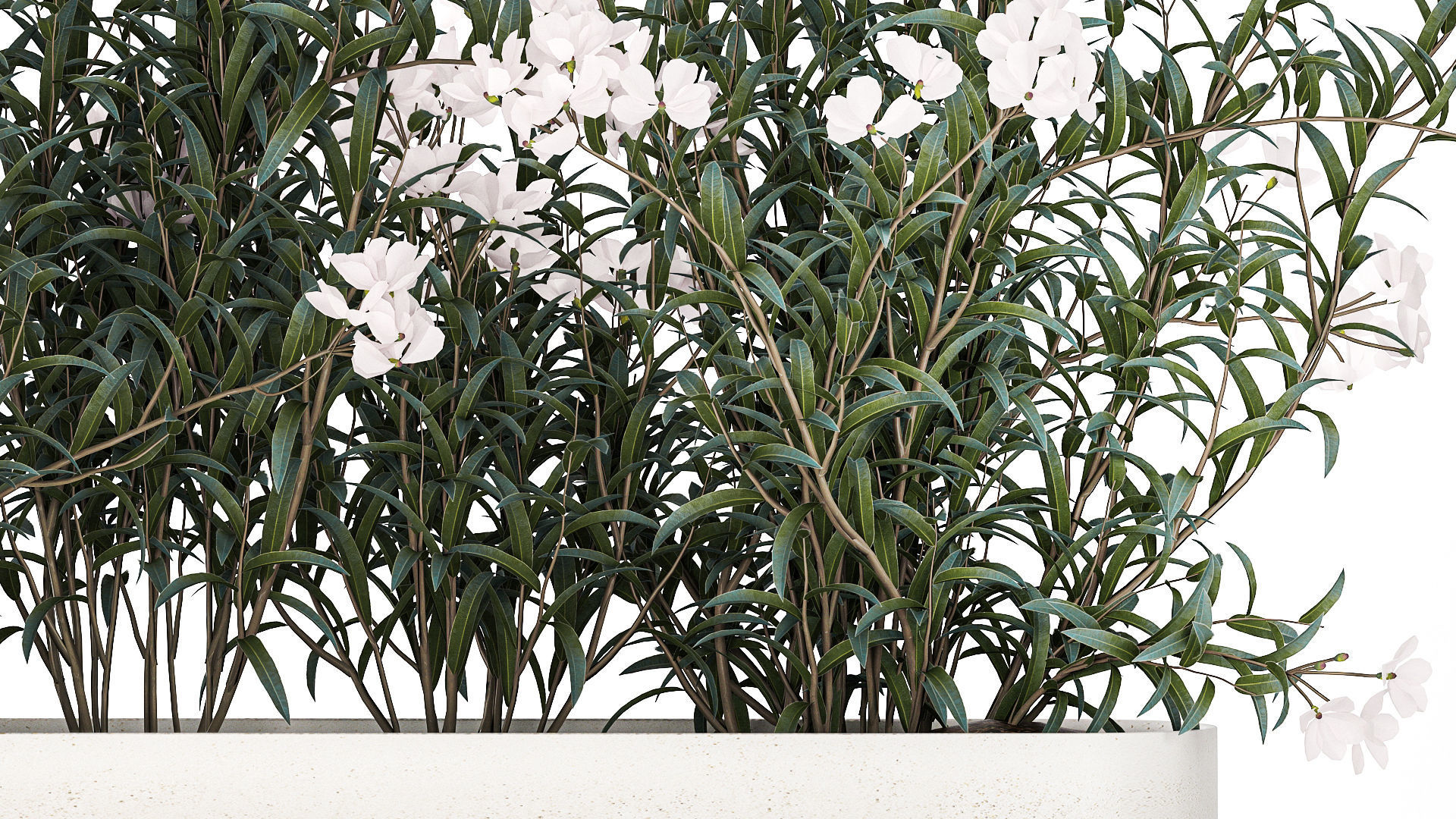 Beautiful plants with white flowers Nerium oleander in pots 1363 3D model_5