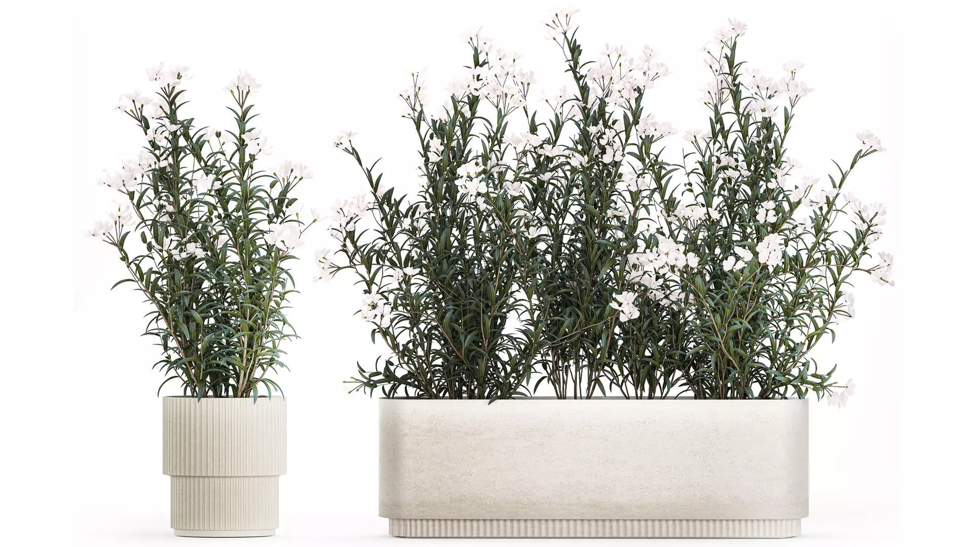 Beautiful plants with white flowers Nerium oleander in pots 1363 3D model_0