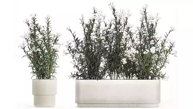 Beautiful plants with white flowers Nerium oleander in pots 1363 3D model