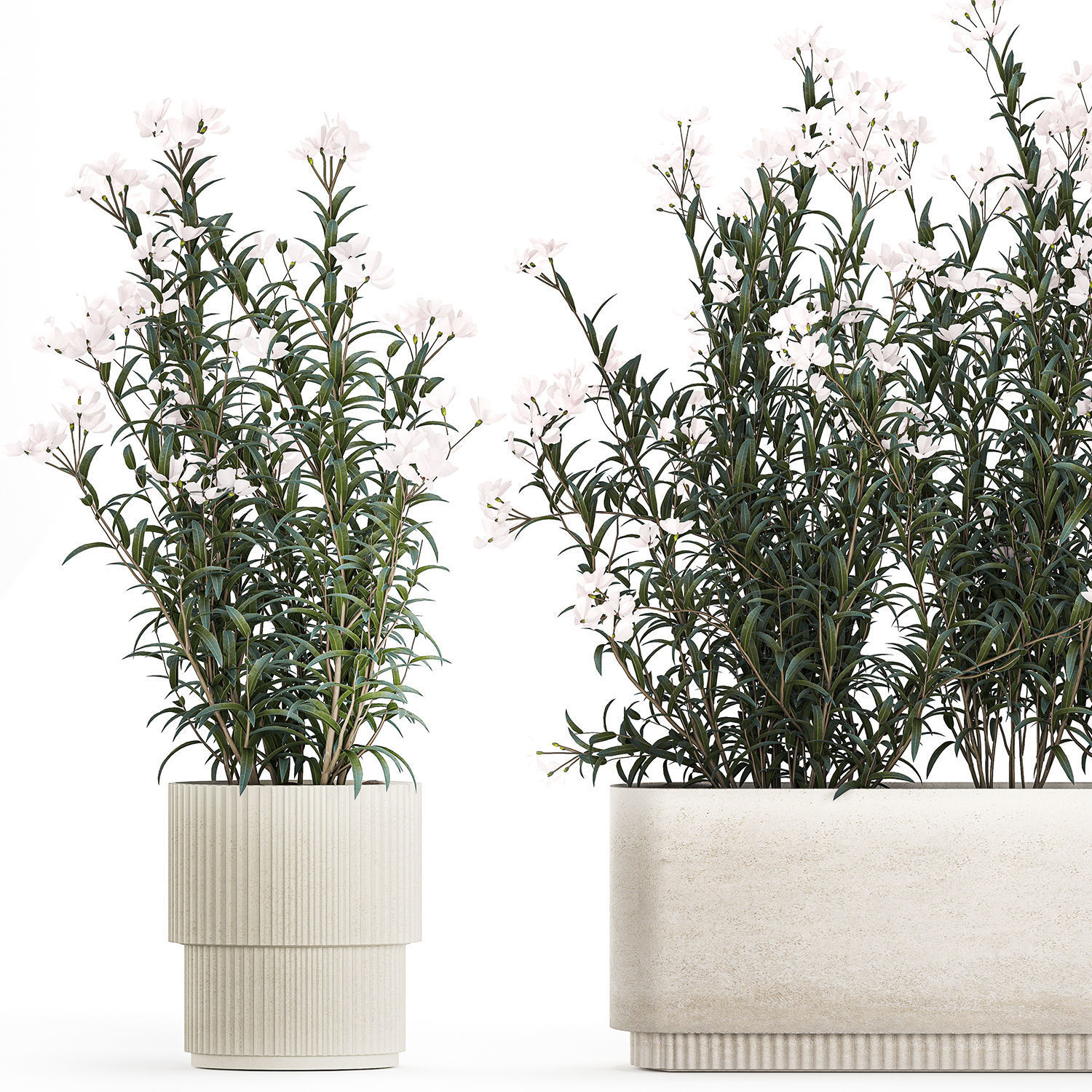 Beautiful plants with white flowers Nerium oleander in pots 1363 3D model_10