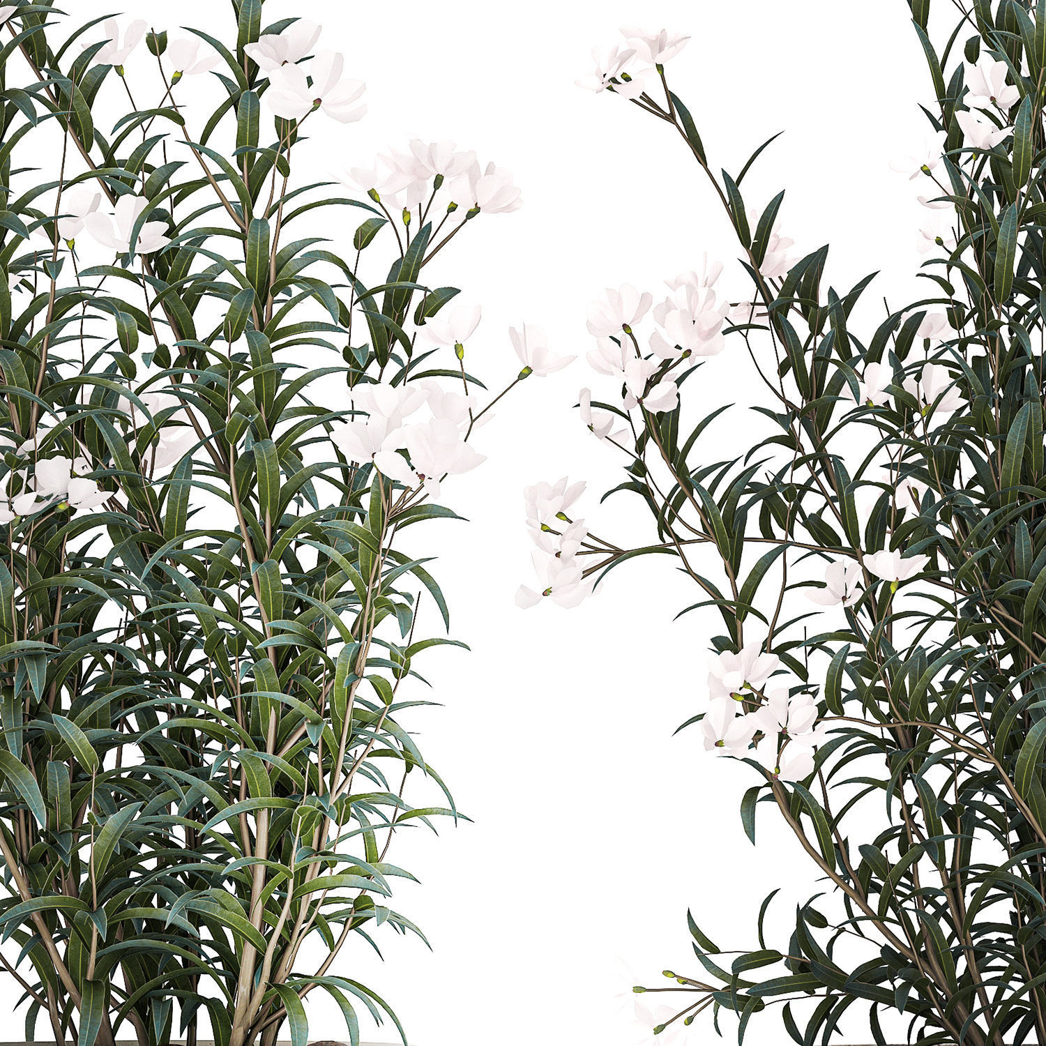 Beautiful plants with white flowers Nerium oleander in pots 1363 3D model_13