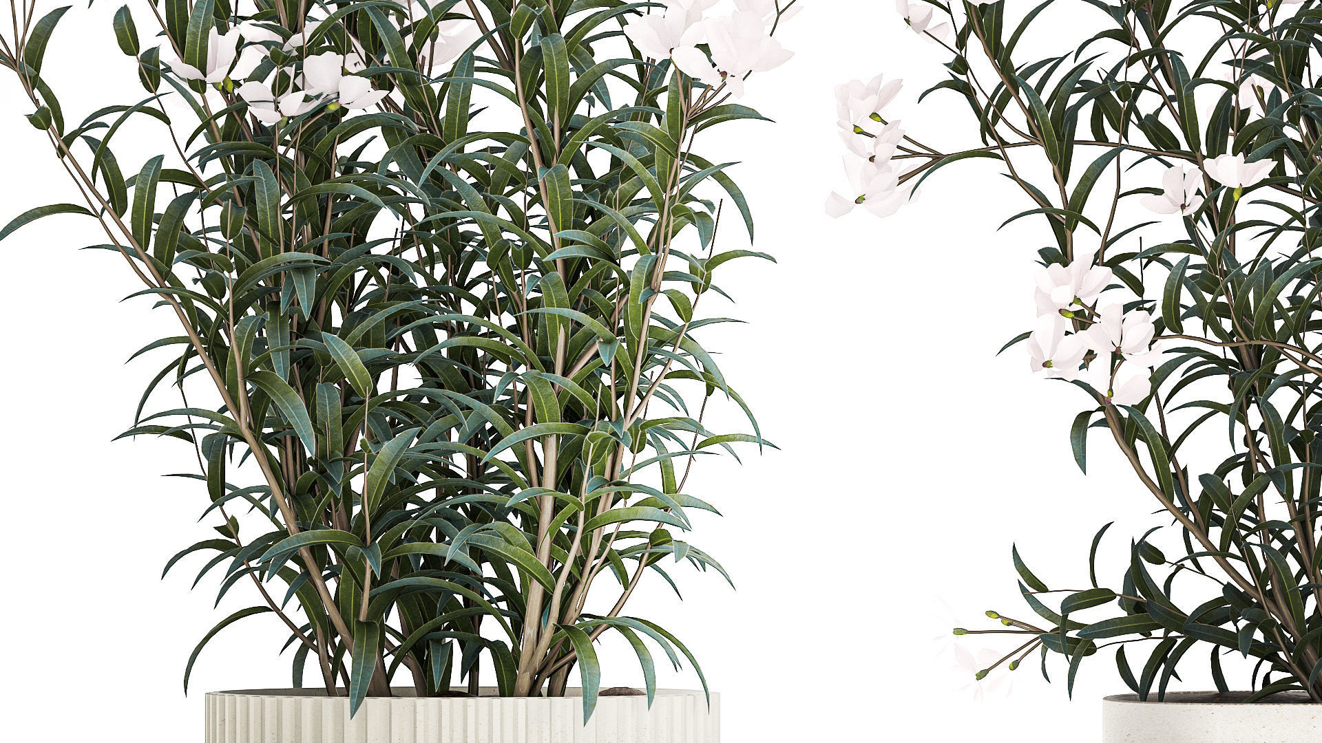 Beautiful plants with white flowers Nerium oleander in pots 1363 3D model_4