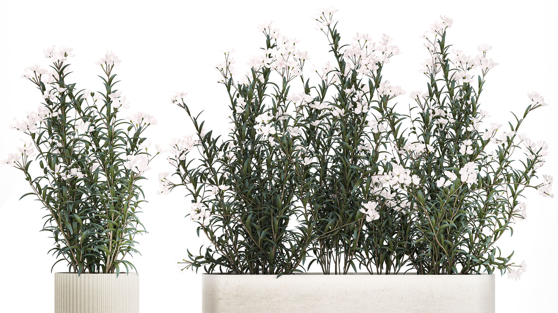 Beautiful plants with white flowers Nerium oleander in pots 1363 3D model_2