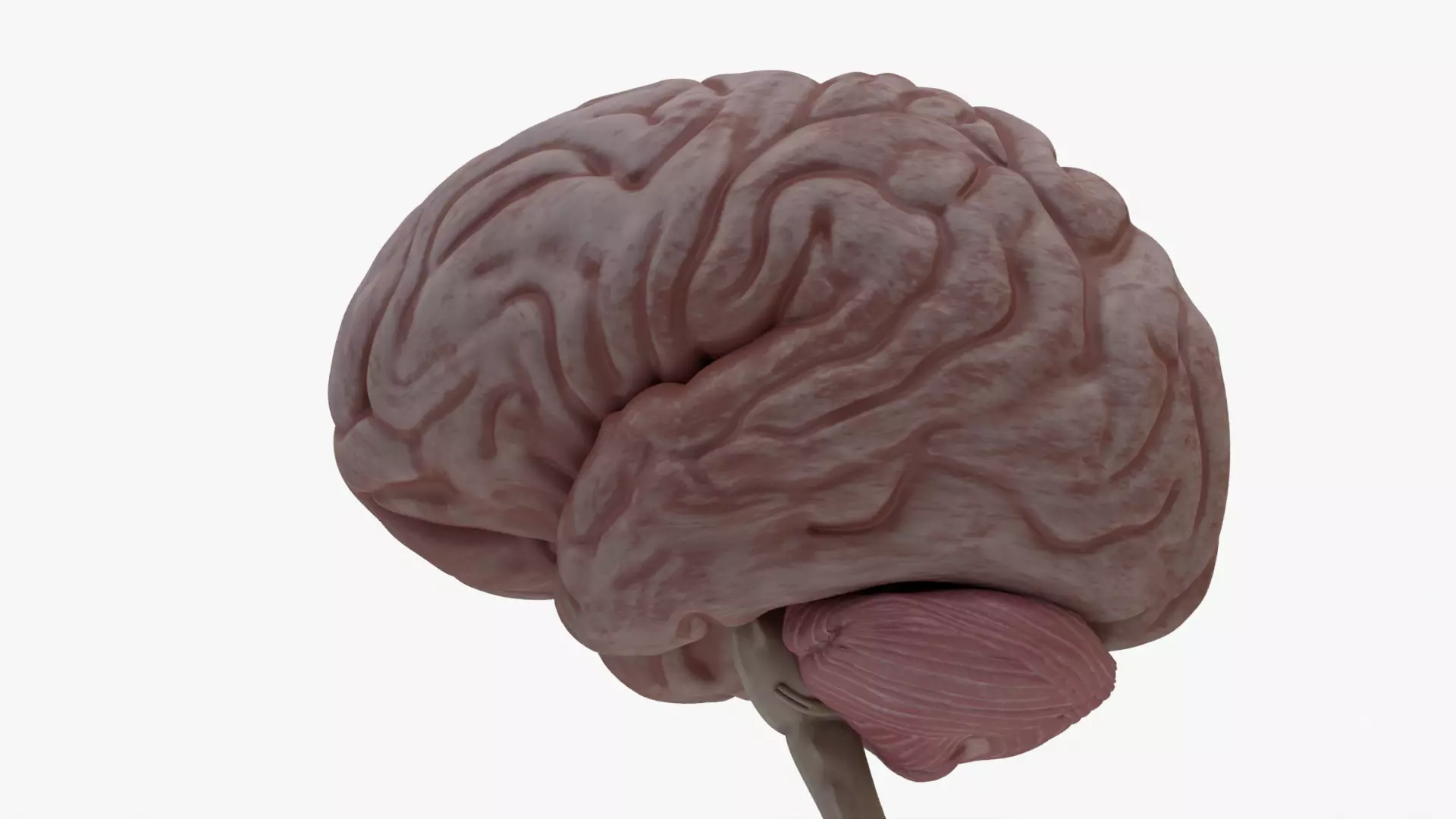 4K Realistic Brain and Brain Stem Low-poly 3D model