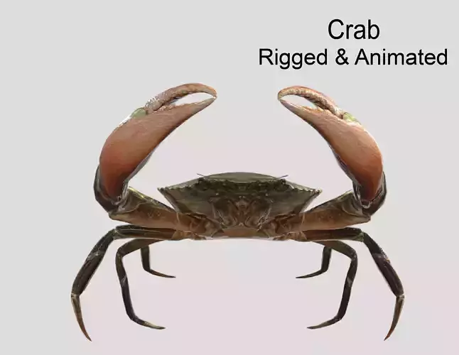 Sea Crab  Realistic Animated Low-poly 3D model