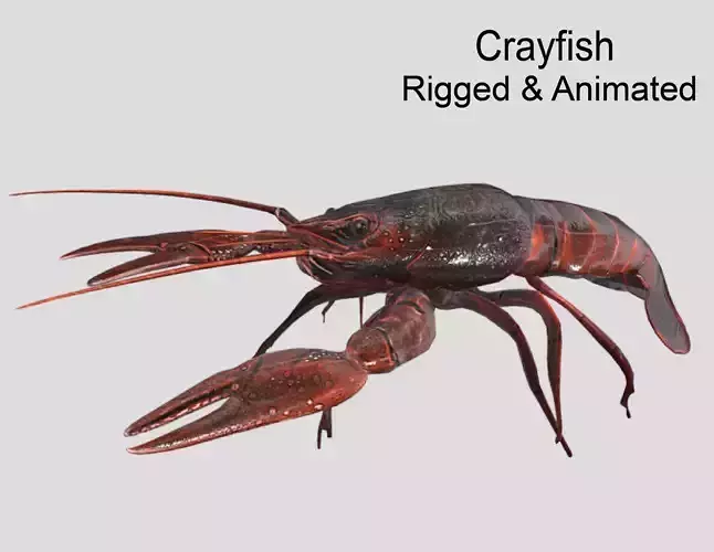 Crayfish Realistic Animated Low-poly 3D model