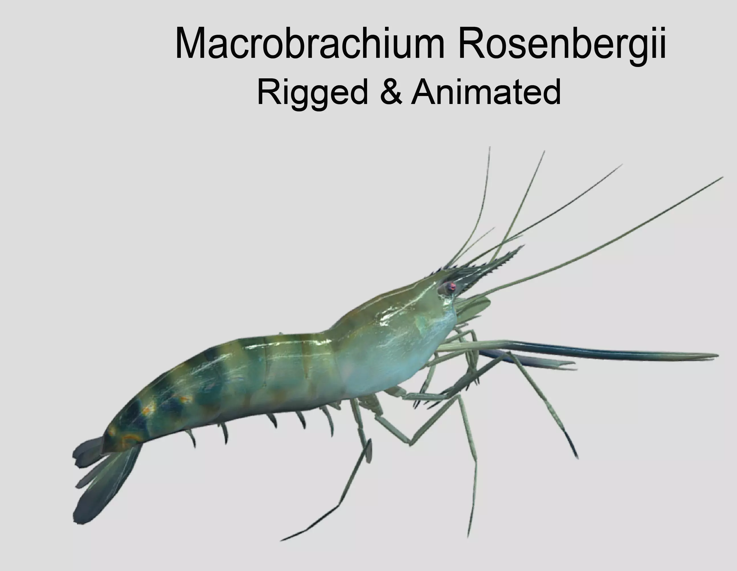 Macrobrachium Rosenbergii Realistic Animated Low-poly 3D model
