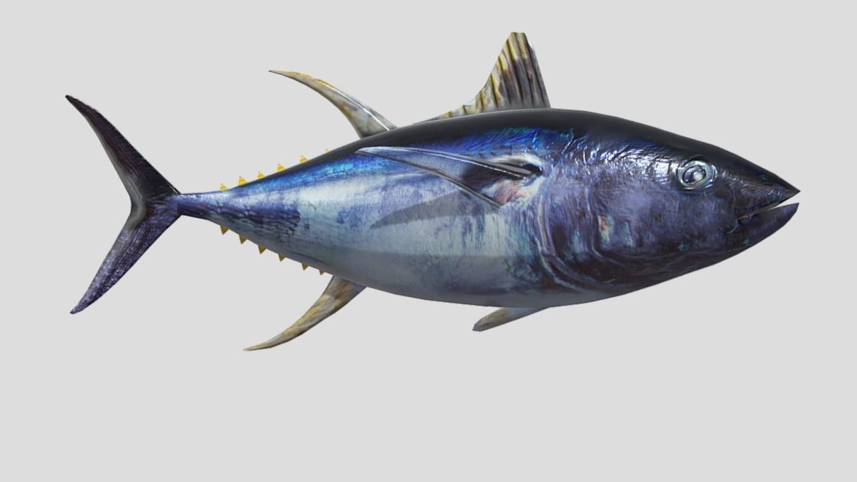 Yellowfin Tuna Low-poly 3D model_8