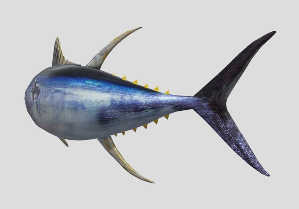 Yellowfin Tuna Low-poly 3D model_9