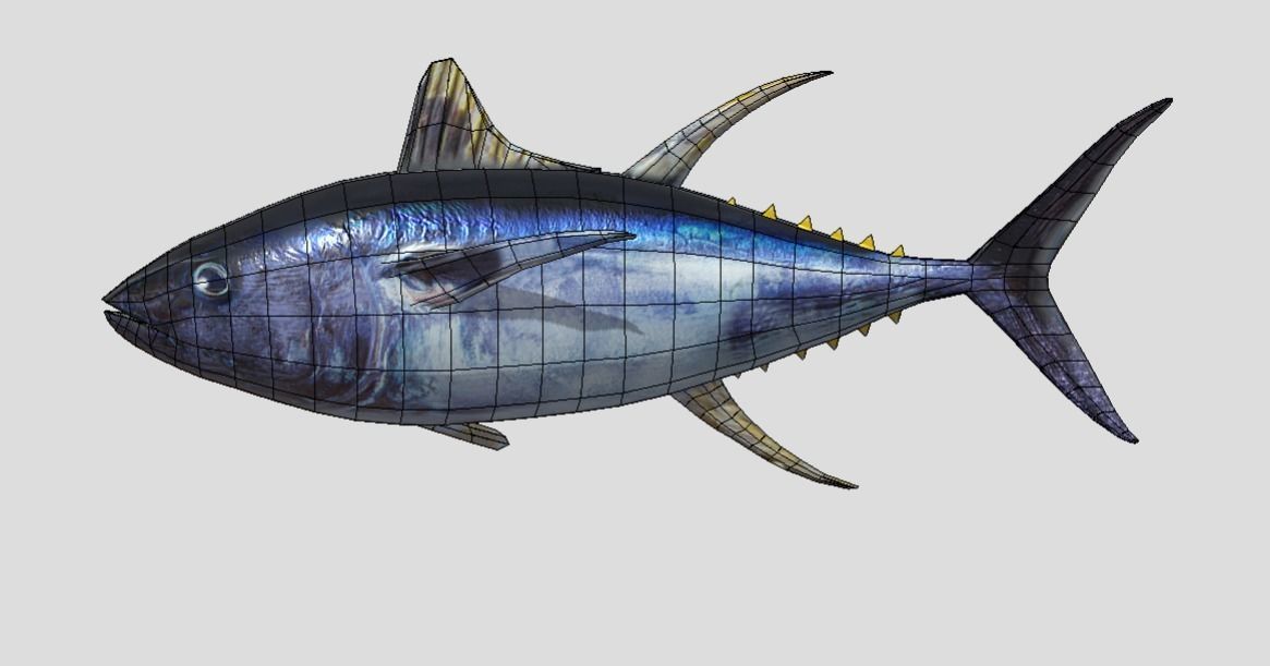 Yellowfin Tuna Low-poly 3D model_10