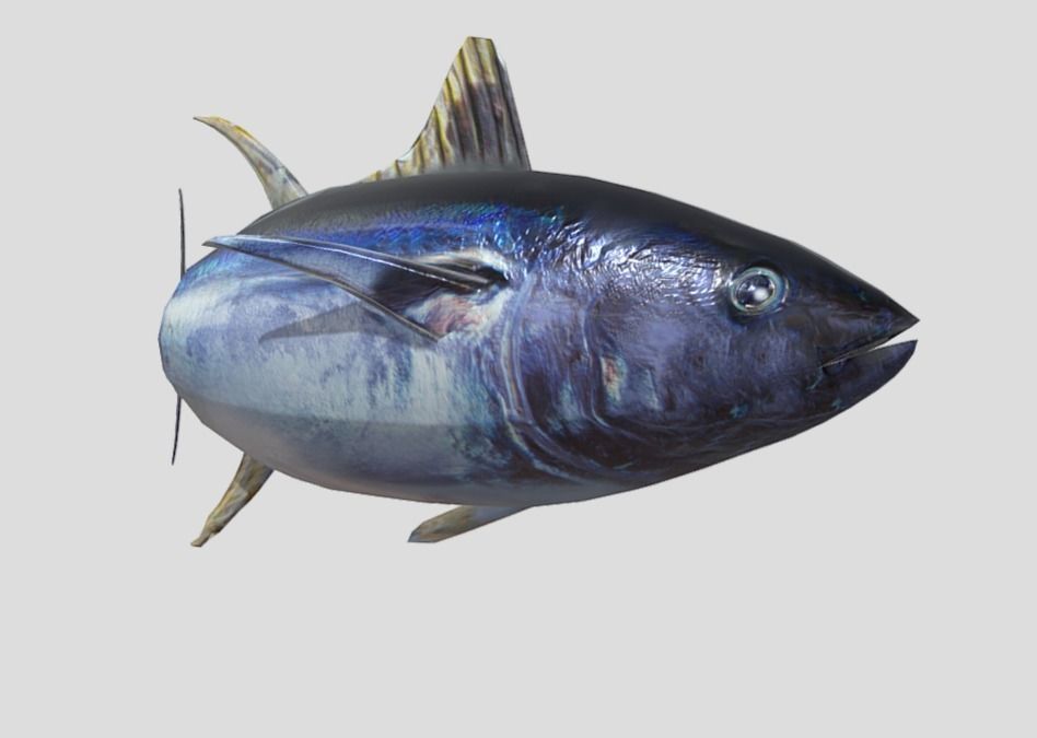 Yellowfin Tuna Low-poly 3D model_5