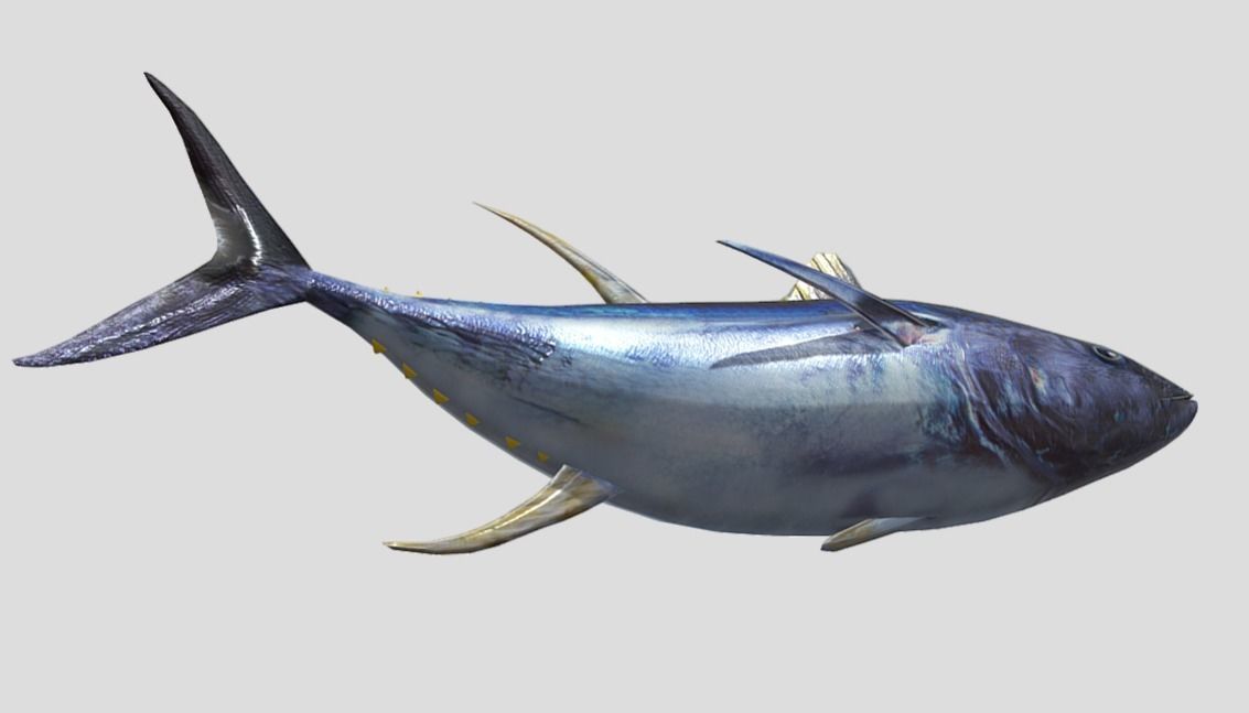 Yellowfin Tuna Low-poly 3D model_6