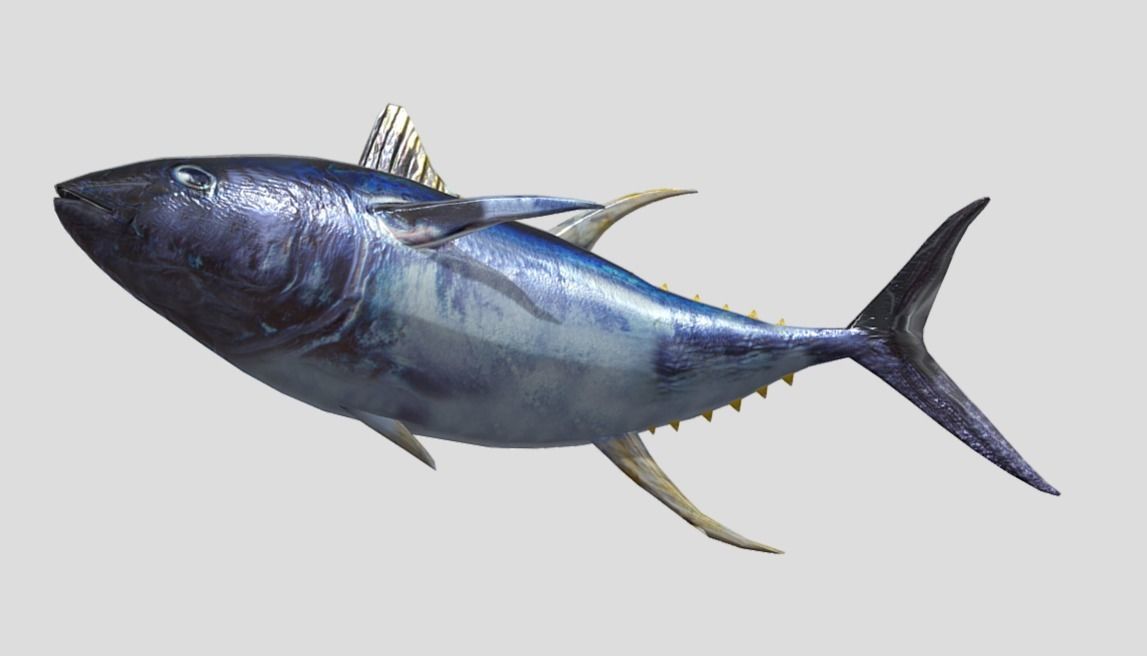 Yellowfin Tuna Low-poly 3D model_11