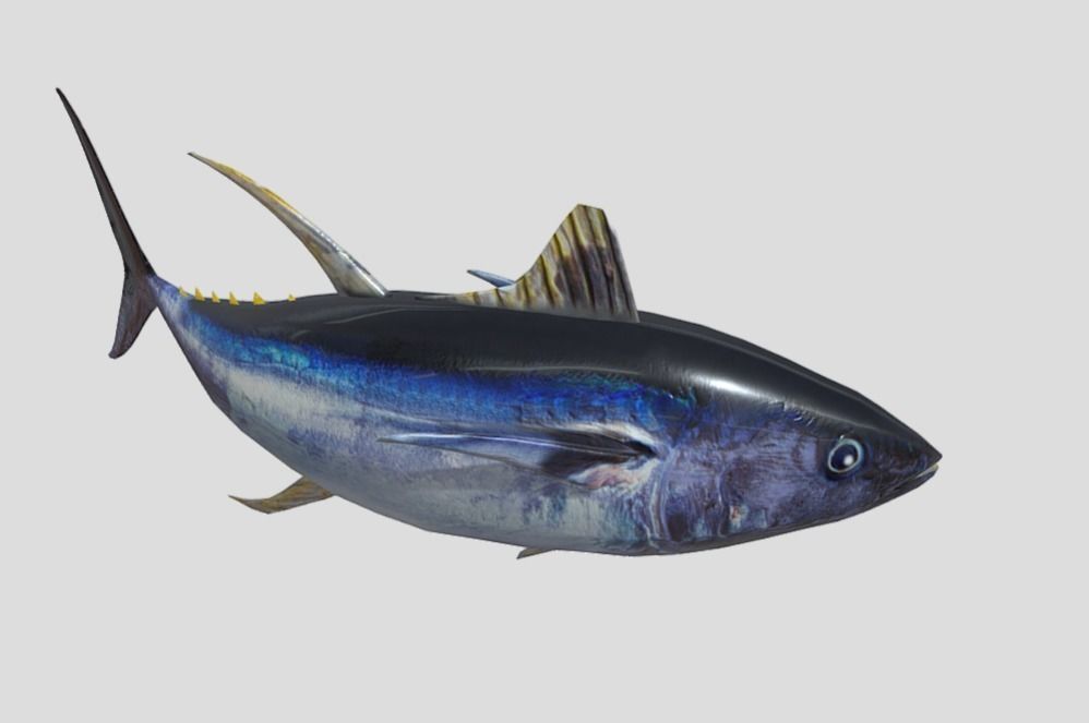 Yellowfin Tuna Low-poly 3D model_12