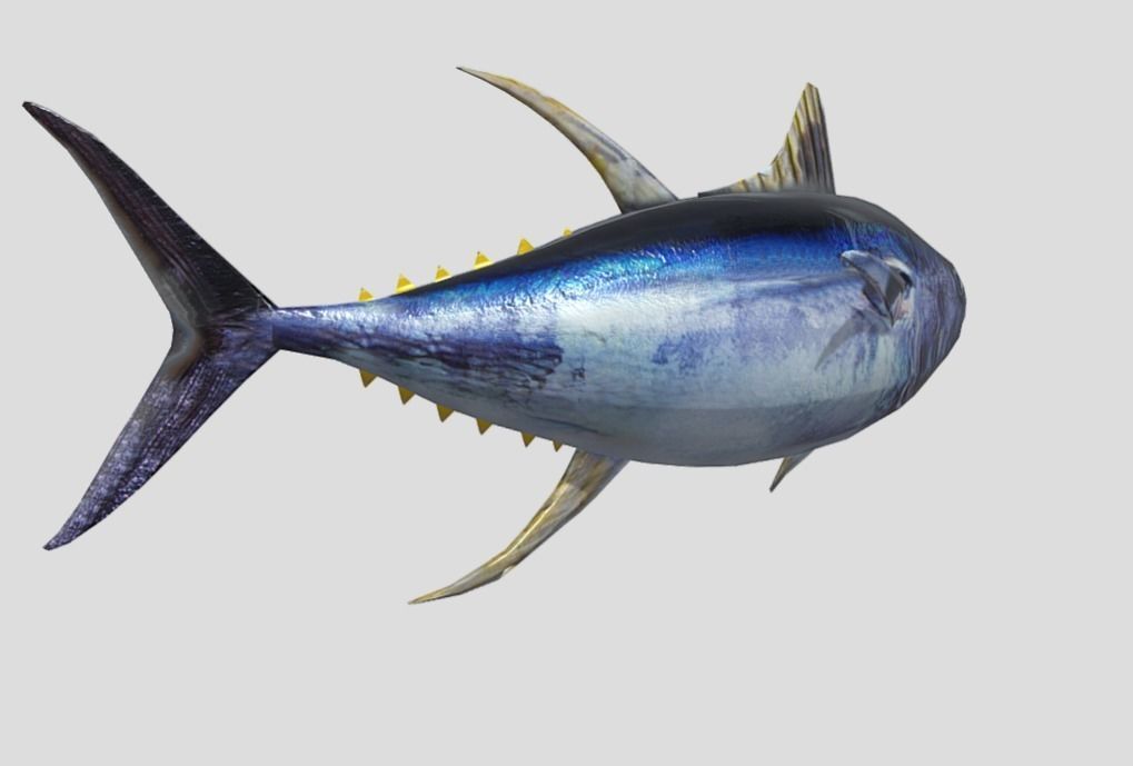 Yellowfin Tuna Low-poly 3D model_3
