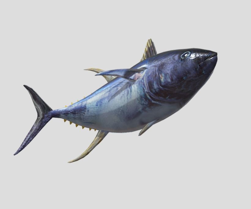 Yellowfin Tuna Low-poly 3D model_2