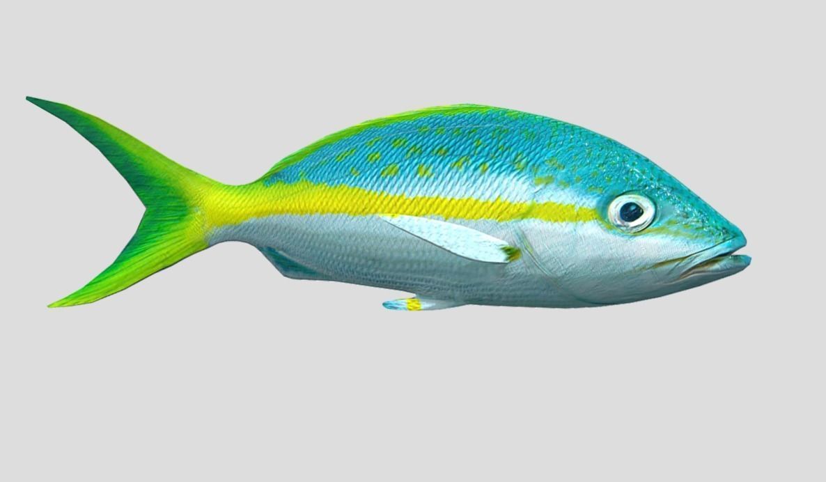 Yellow Snapper Low-poly 3D model_6