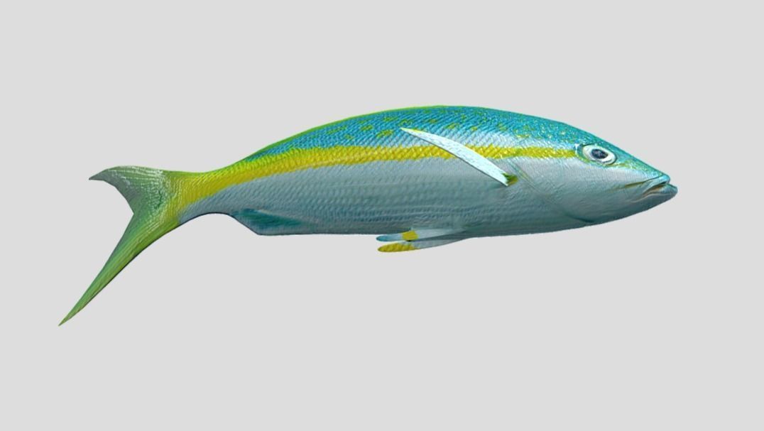Yellow Snapper Low-poly 3D model_11