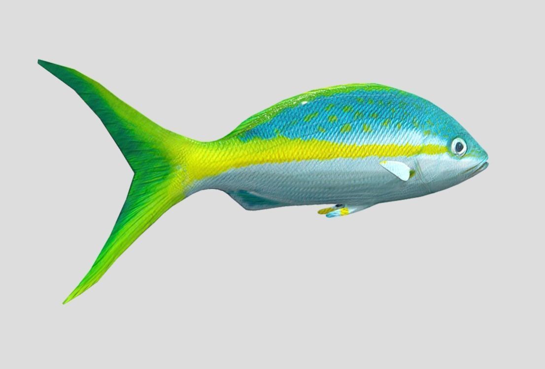 Yellow Snapper Low-poly 3D model_7