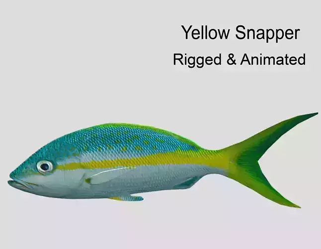 Yellow Snapper