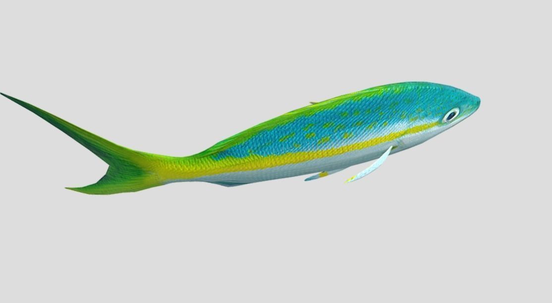 Yellow Snapper Low-poly 3D model_10